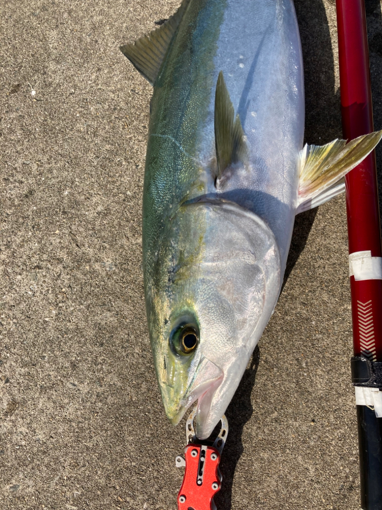 寒の戻りで青物乱舞