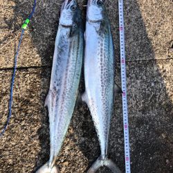 ダツ、恐るべし！