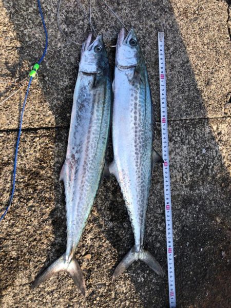 ダツ、恐るべし！