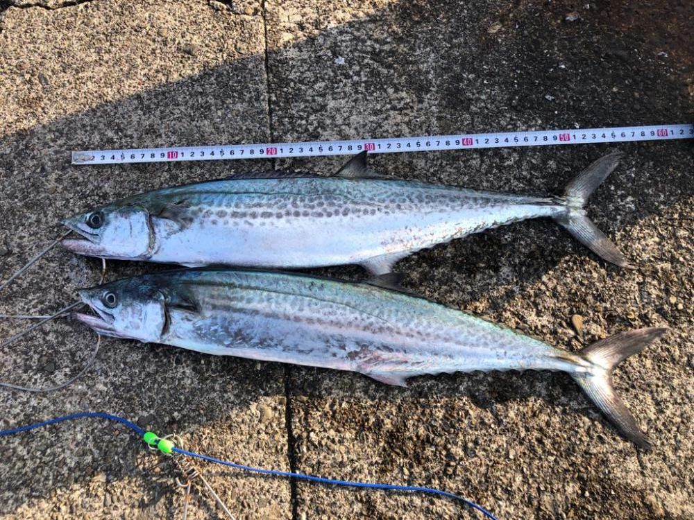 ダツ、恐るべし！