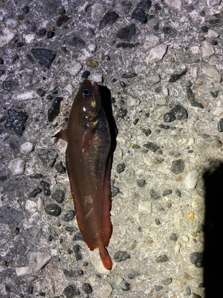 息子、デカカサゴ！