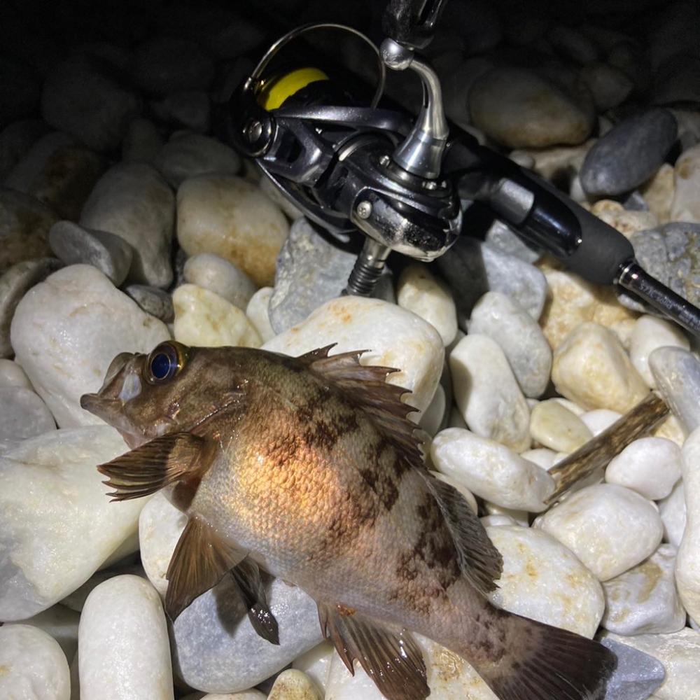 メバリングデビュー