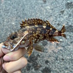 春のタケノコ祭り継続中?