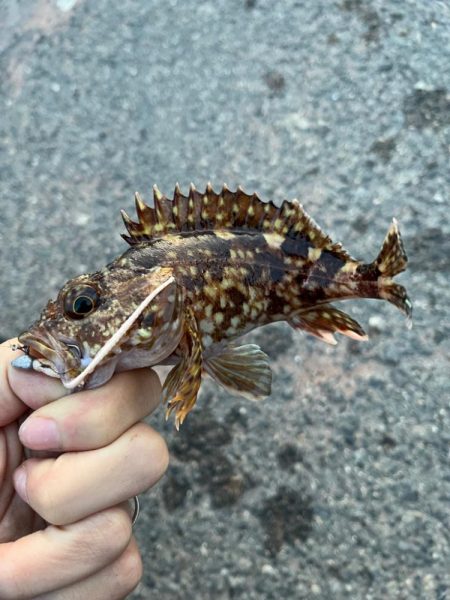 春のタケノコ祭り継続中?