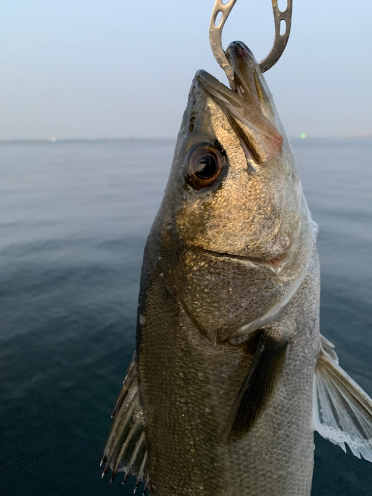 朝シーバス　4本