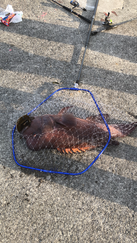 タンコブゲームでモンスターハント！