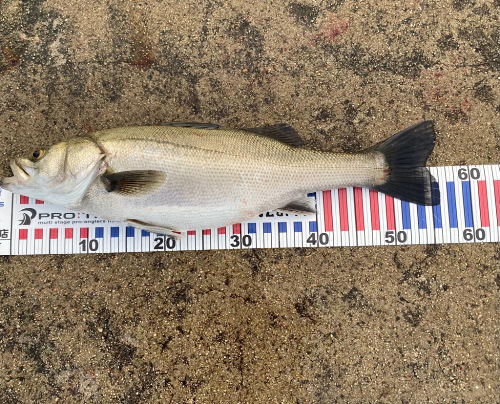 真鯛とシーバス