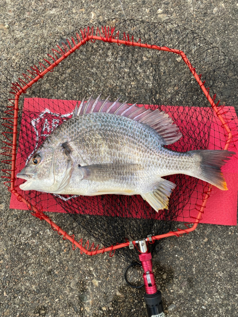 ヘチってきました