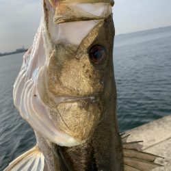 朝マヅメ青物狙いとシーバス