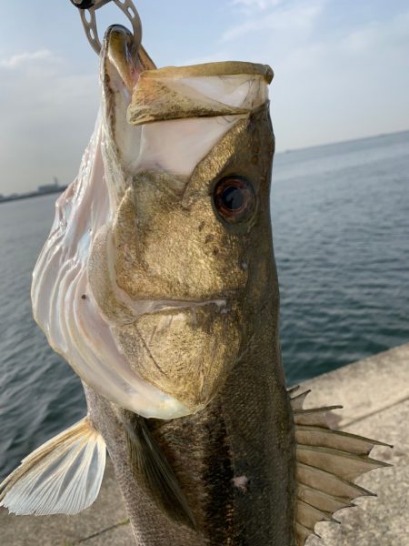 朝マヅメ青物狙いとシーバス