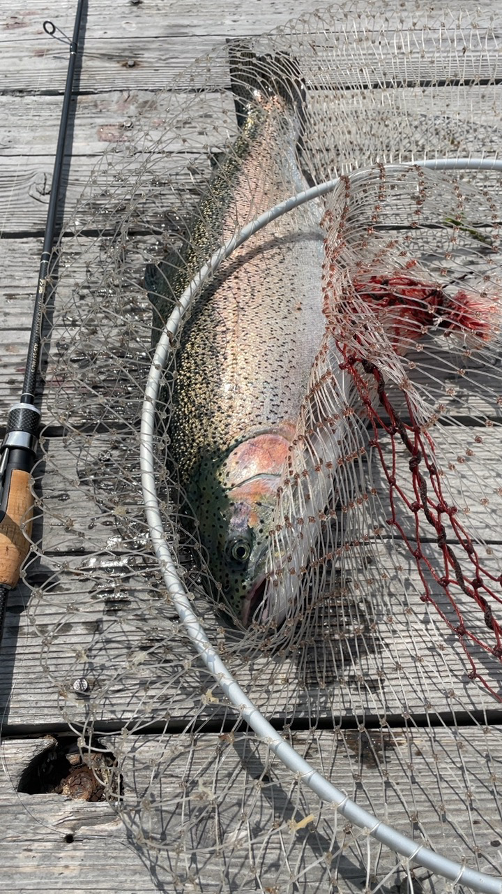 海の釣り堀海恵でクーラーフル満タン！