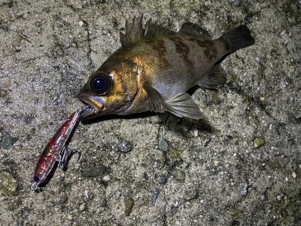 メバキング初釣果