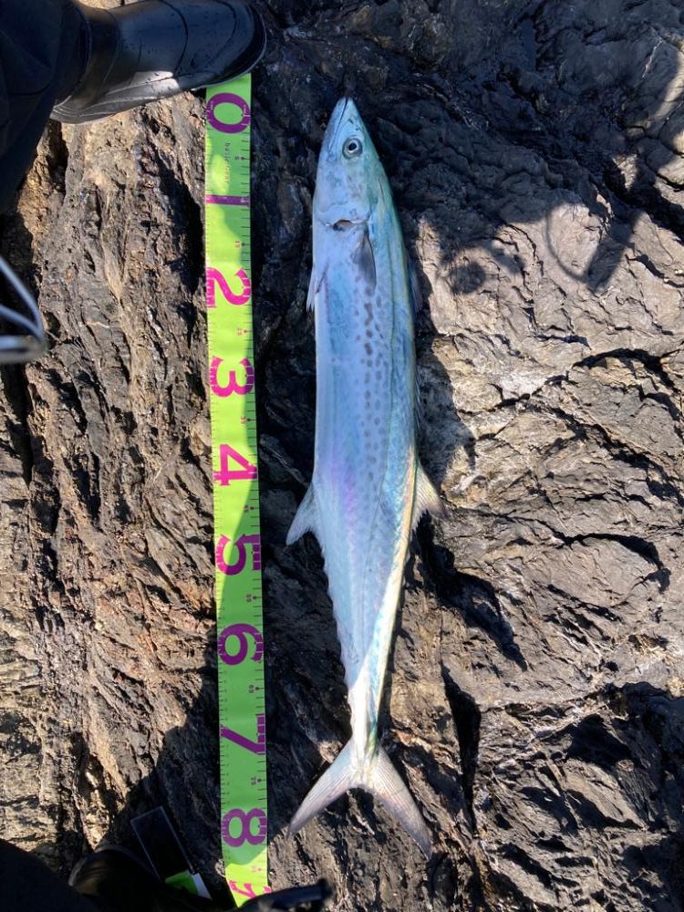 根に巻かれながらもなんとかかんとか