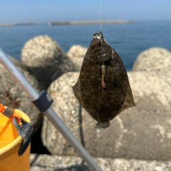 花見🌸カレイ狙い