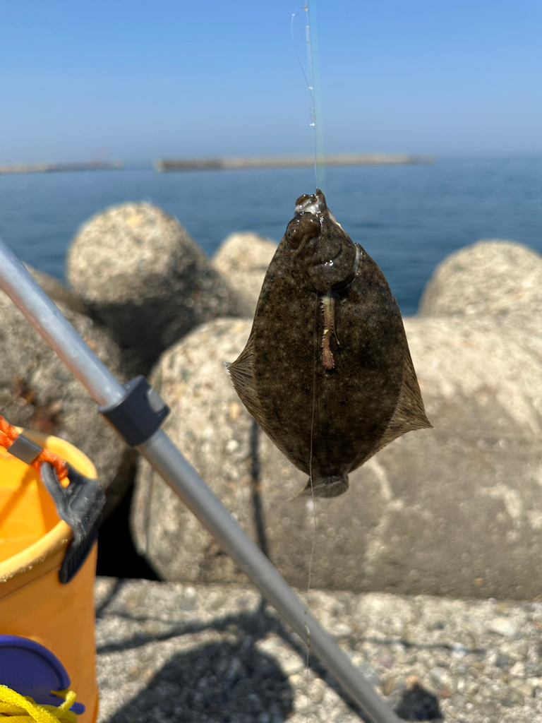 花見🌸カレイ狙い