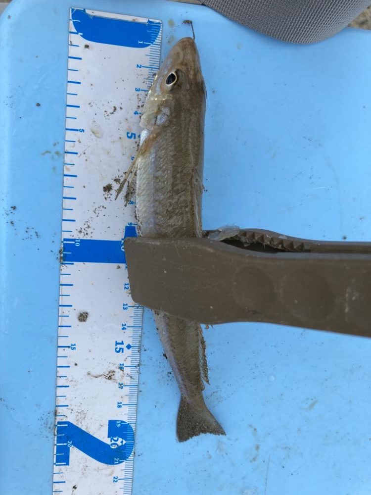 ライトキスゲーム