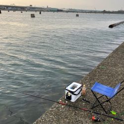 エビ撒きで乗っ込みチヌ狙い