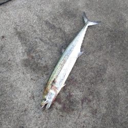 ショアで春鰆‼️…