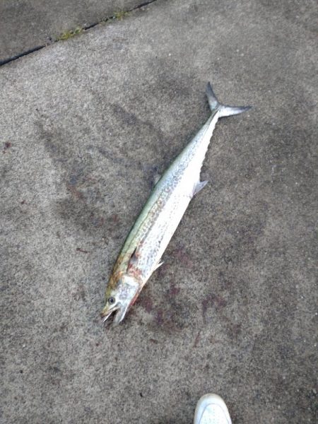 ショアで春鰆‼️…