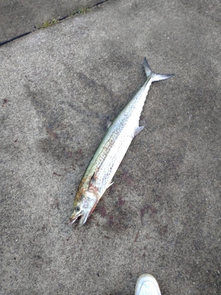 ショアで春鰆‼️