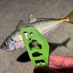 爆風でも豆アジ入れ食い！Mozuエリオンが最強！！