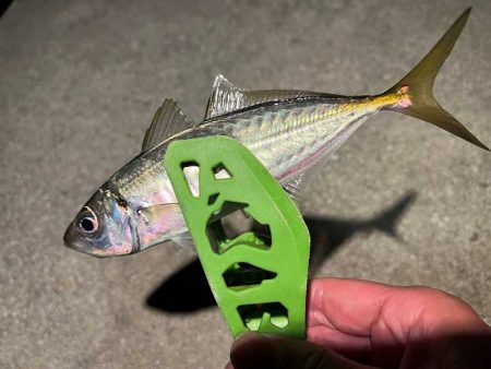 爆風でも豆アジ入れ食い！Mozuエリオンが最強！！