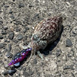 もぐもぐサーチにキビナゴ巻いてコウイカ爆釣モード！