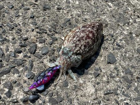 もぐもぐサーチにキビナゴ巻いてコウイカ爆釣モード！