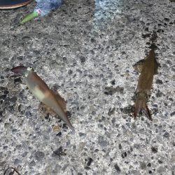 ヤリイカ２日目