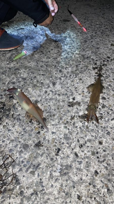 ヤリイカ２日目