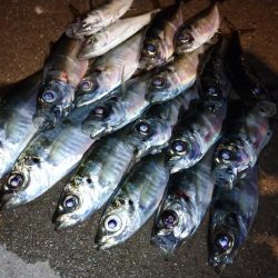 今夜も爆風アジング