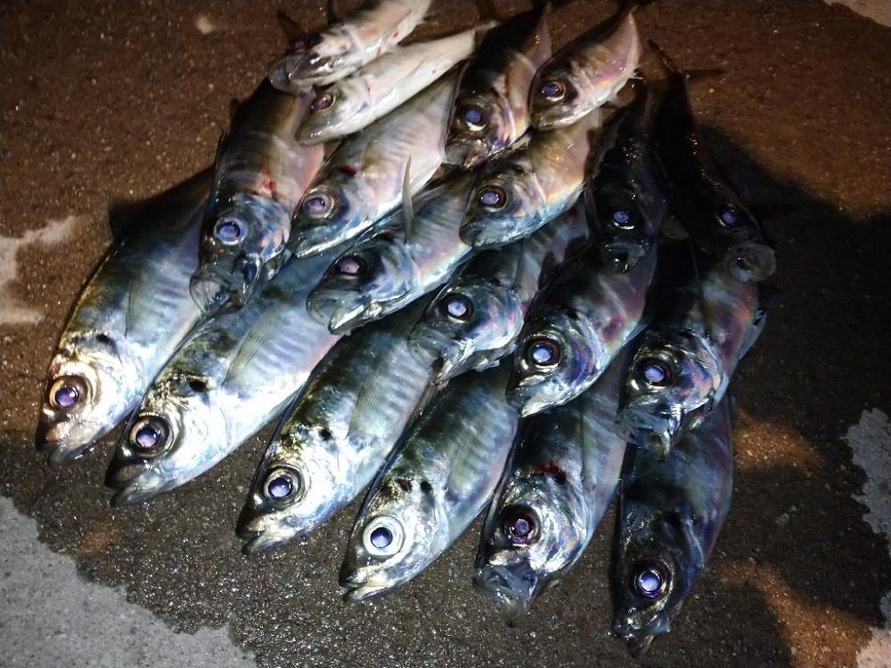 今夜も爆風アジング