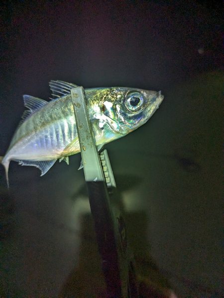 陸っぱり釣行記