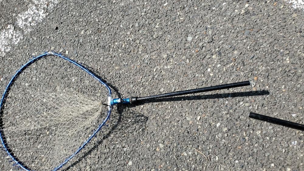 ボラにうタモを折られる