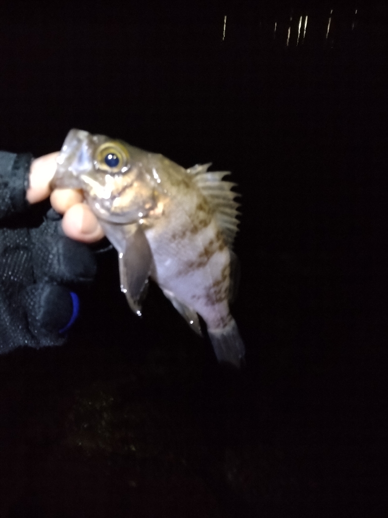 こうも違うかな