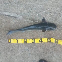 プチsalt water game