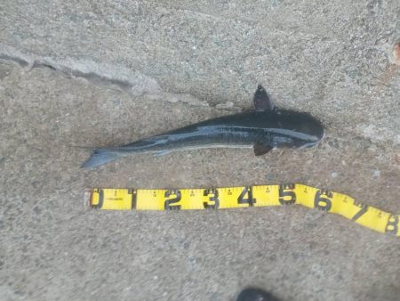 プチsalt water game