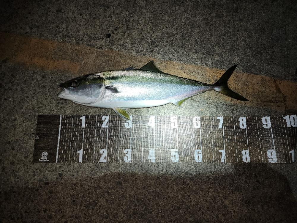 連日バチ抜け🎣