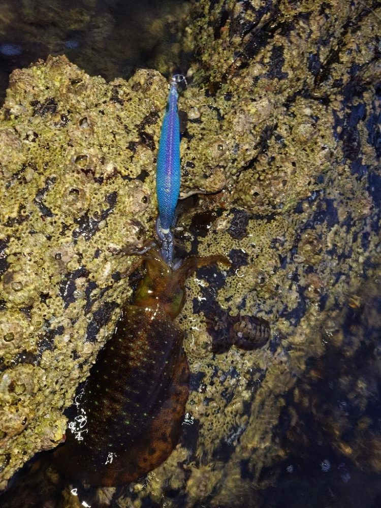 凪のエギングIN対馬