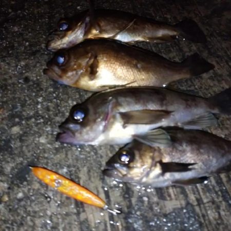 makopenでメバルプラッギング