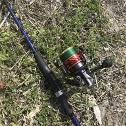 チニングでマゴチ&キビレGET