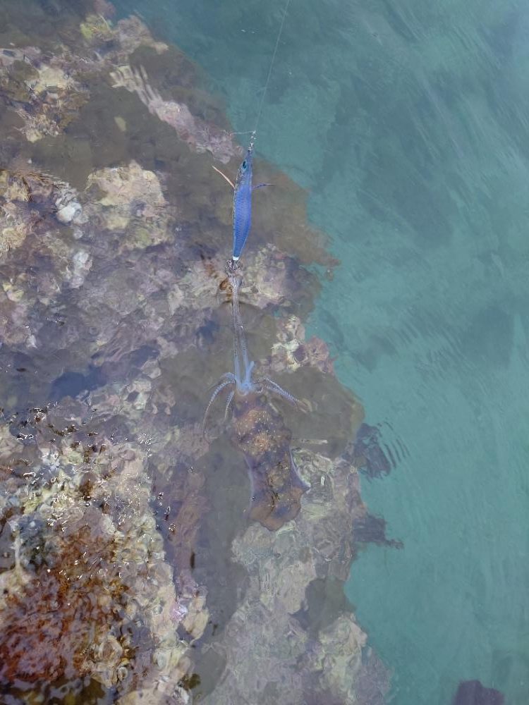 雨エギングIN対馬