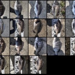 イチノ兄弟（兄）釣果！