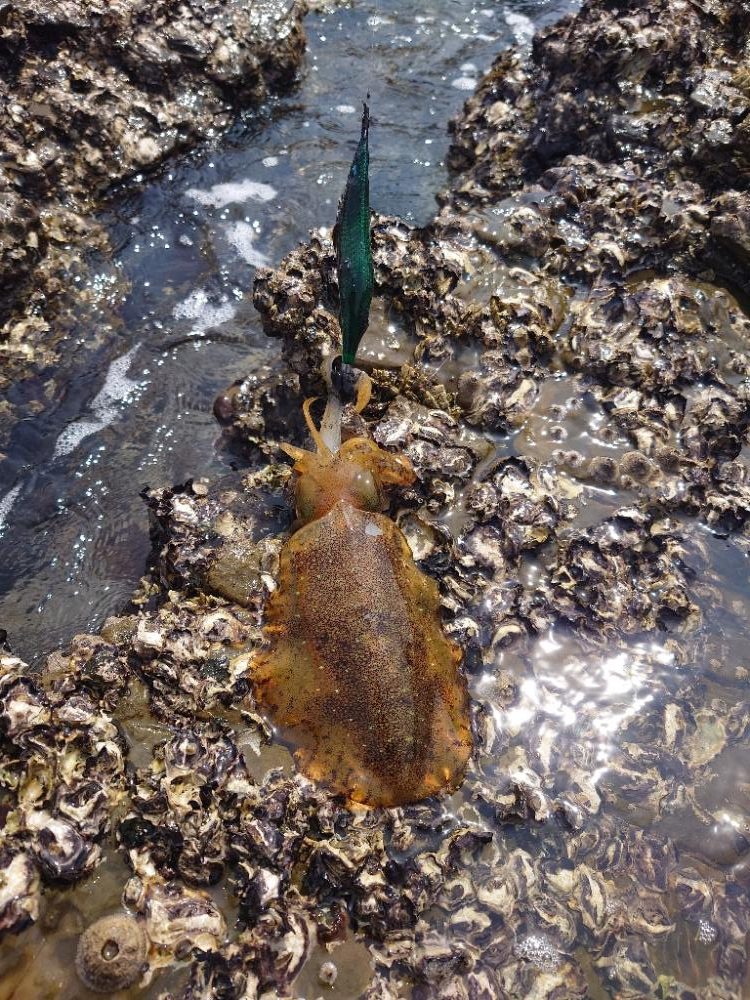 磯ランガンエギングIN対馬