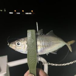 大在でデカアジ狙い