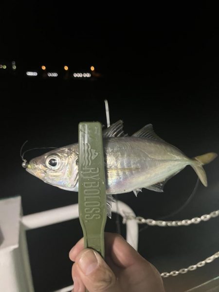 大在でデカアジ狙い