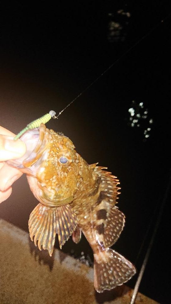 ぼちぼち風あるね