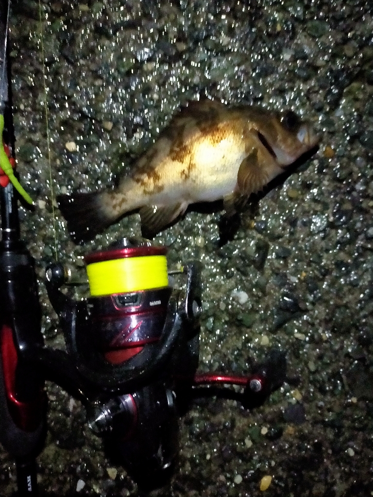 コウイカのリベンジ