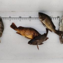 泉佐野ドラム缶でメバル