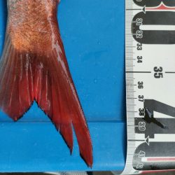 タイラバでヨンマル@海蓮丸